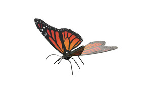 FARFALLA MONARCH BUTTERFLY