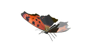 FARFALLA EASTERN COMMA BUTTERFLY