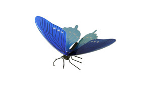 FARFALLA PIPEVINE SWALLOWTAIL BUTTERFLY